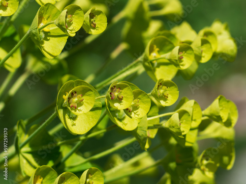 Closeup of Mediterranean spurge flowers (Euphorbia characias, or Albanian spurge) photo