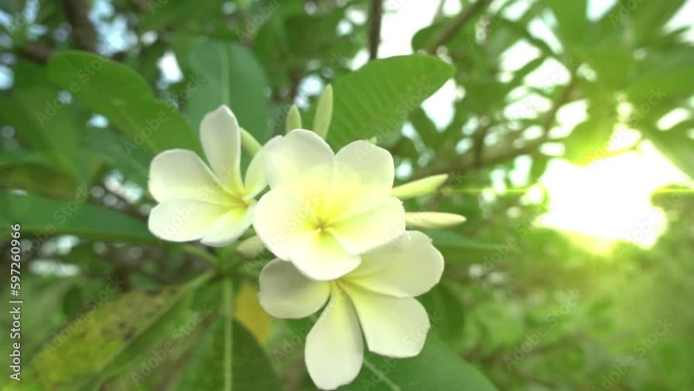 Plumeria branch Yellow and white tropical flower swaying in the wind Plumeria branch Yellow and white tropical flower swaying in the wind