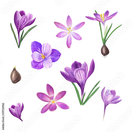 Watercolor set of blooming crocuses  bulbs isolated on  transparent background. Botanical illustration of spring flowers for card  book design  greetings  stickers  patterns  banners  templates