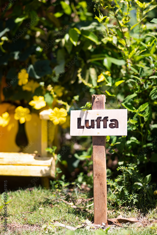 cute little Plant tree sign Luffa at farm