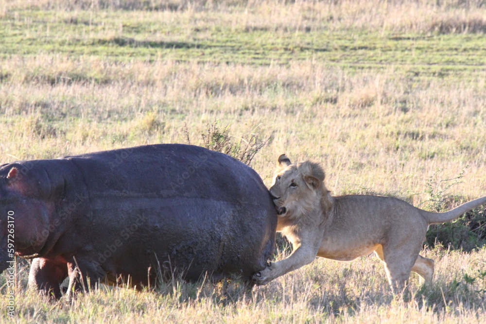 Lion cub chasing young hippo, lions claws in hippos's back Lion cub chasing young hippo, lions claws in hippos's back