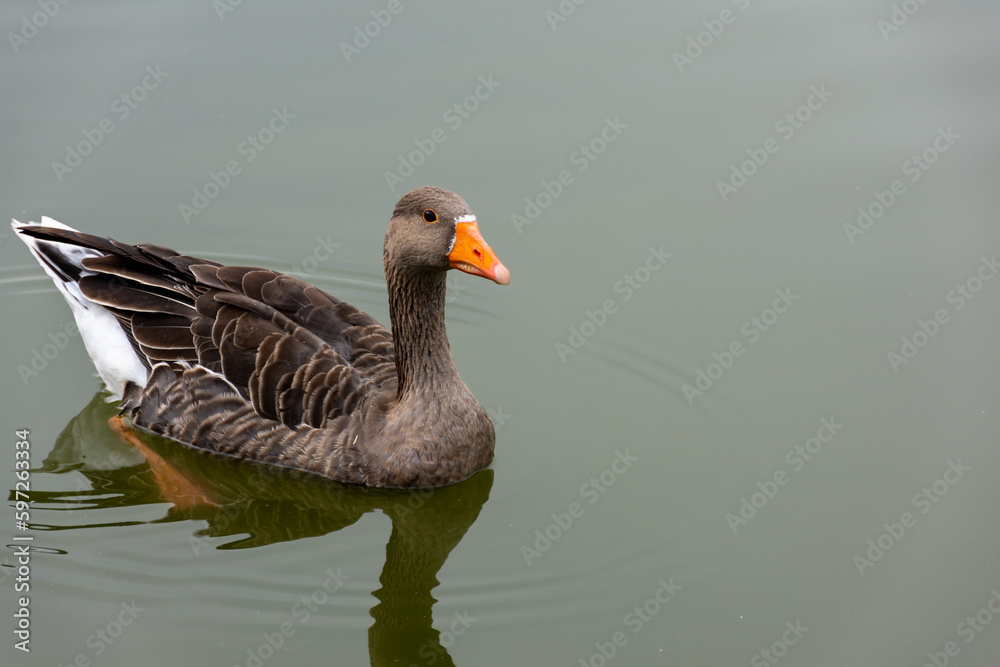 Fototapeta premium A beautiful goose with an orange beak swims in the lake