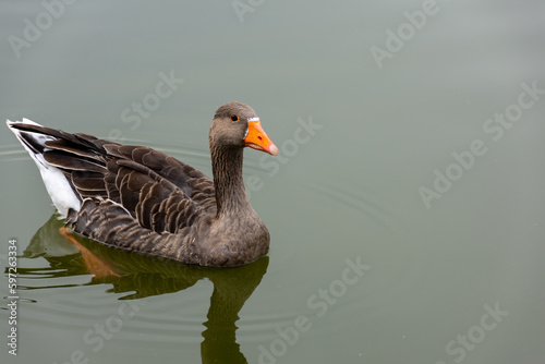A beautiful goose with an orange beak swims in the lake