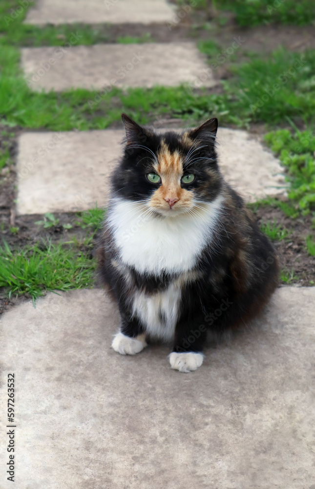 A fluffy tricolor cat sits on an old paving slab. Cat on the path.
A fluffy tricolor cat sits on an old paving slab. Cat on the path.
