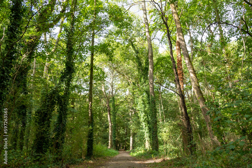 Beautiful curtain of green trees in a dense forest Beautiful curtain of green trees in a dense forest