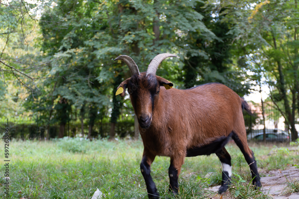 A beautiful brown goat with huge horns walks in the reserve