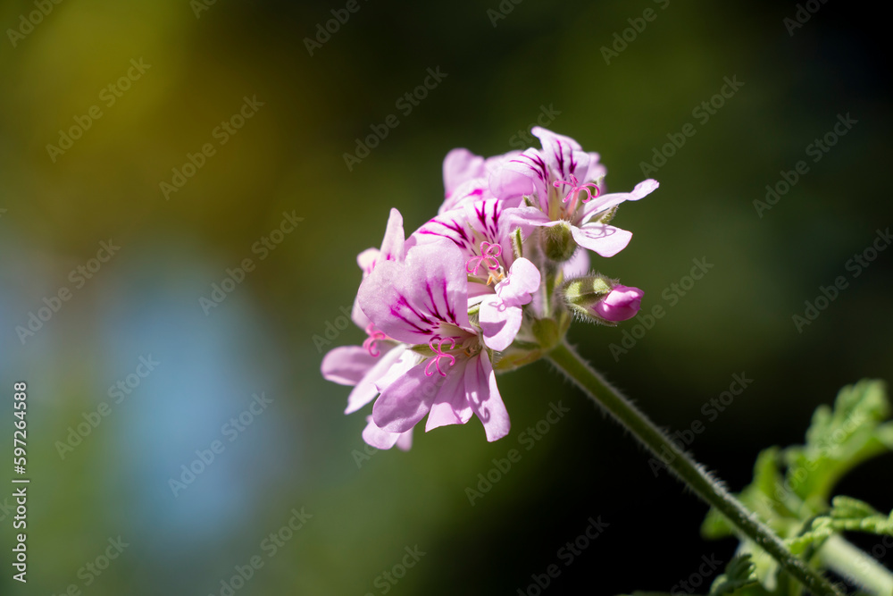 A sweet scented geranium with pink flowers. Blooming plant in spring time. Soft background. Pink Flowers. Pelargonium graveolens. A sweet scented geranium with pink flowers. Blooming plant in spring time. Soft background. Pink Flowers. Pelargonium graveolens.