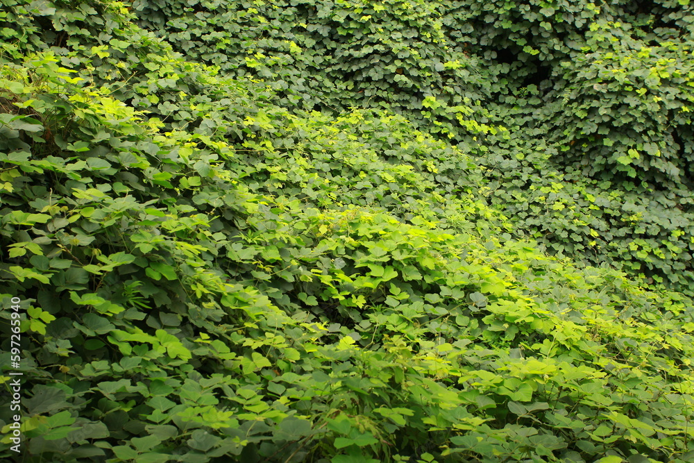 Green forest with trees and plants in the summer season. Nature background. Mountain landscape with trees and shrubs Green forest with trees and plants in the summer season. Nature background. Mountain landscape with trees and shrubs