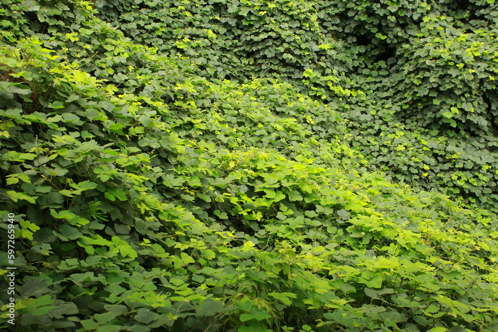 Green forest with trees and plants in the summer season. Nature background. Mountain landscape with trees and shrubs