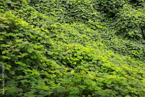 Green forest with trees and plants in the summer season. Nature background. Mountain landscape with trees and shrubs