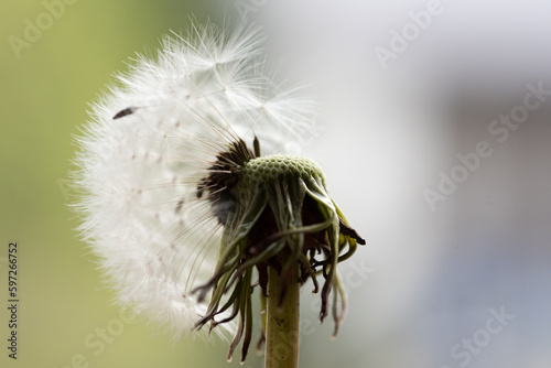 un bellissimo soffione con i suoi semi, background con soffione bianco photo