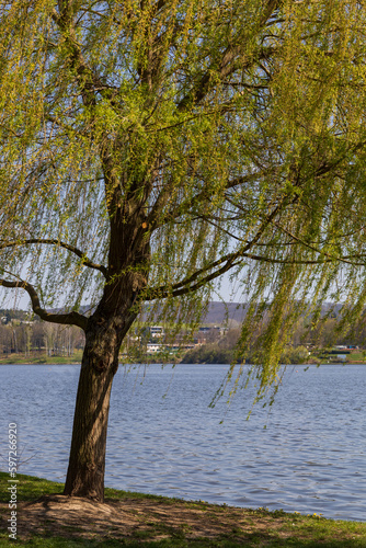 Willow tree by the water of the Brno dam