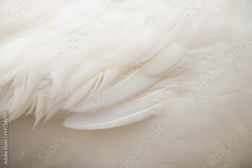 White peacock as background close-up, white feathers and wings