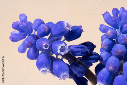 un bellissimo fiore di colore blu, foto macro di muscari azzurro.