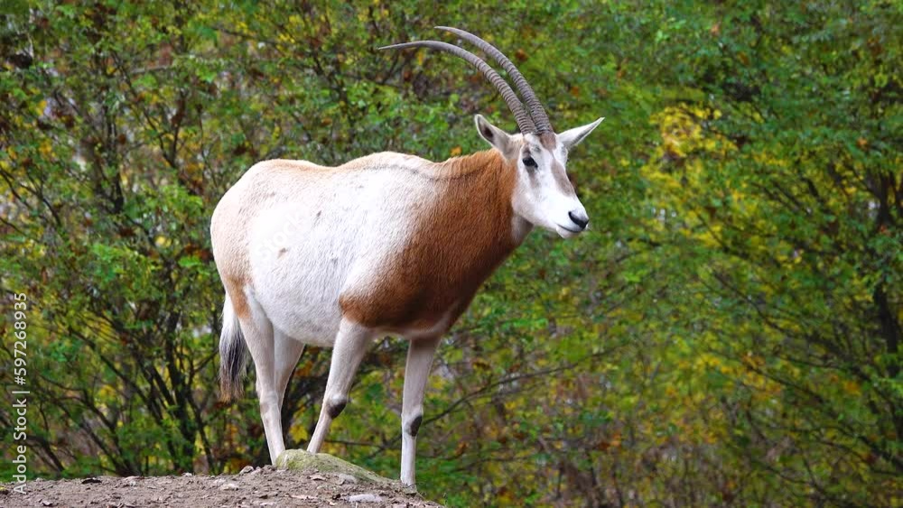 scimitar horned oryx (oryx dammah) stands on a stone against the backdrop of an autumn forest