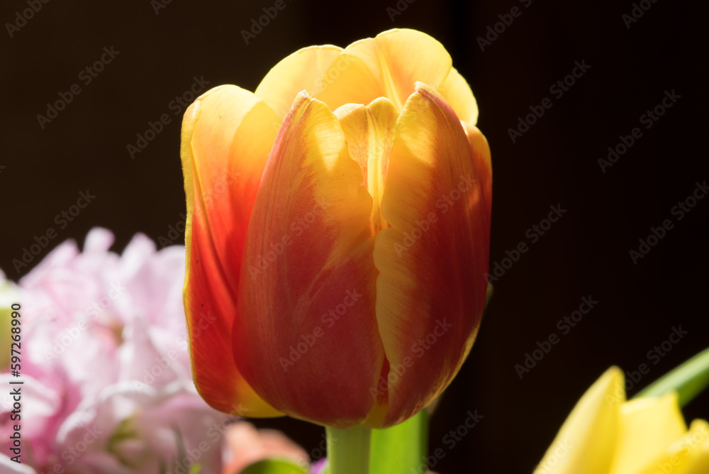 un bellissimo bouquet di fiori con una rosa e tulipani. fiori per le celebrazioni o poremiazioni un bellissimo bouquet di fiori con una rosa e tulipani. fiori per le celebrazioni o poremiazioni
