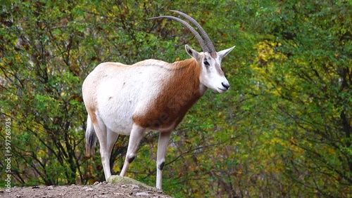 scimitar horned oryx (oryx dammah) stands on a stone against the backdrop of an autumn forest photo