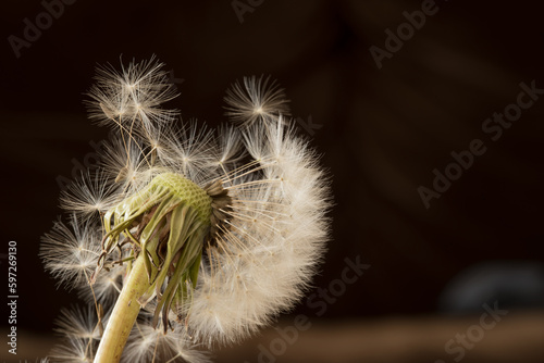 un bellissimo soffione con i suoi semi, background con soffione bianco