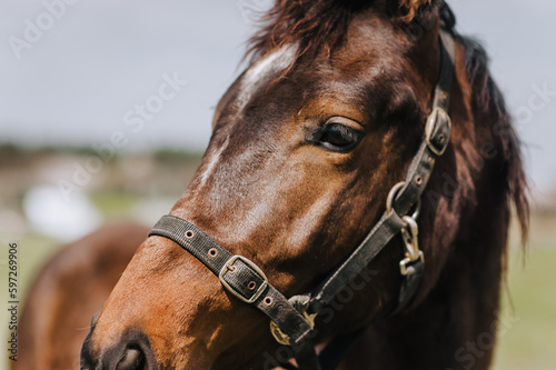 Head, muzzle of a beautiful brown thoroughbred horse with a long mane. Animal photography, portrait, wildlife, countryside. © shchus