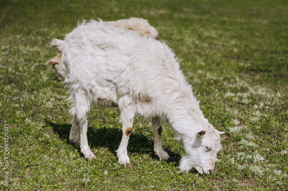 Obraz premium White, curly-haired goats graze in the meadow, eating green grass in the field. Animal photography, portrait, herbivore.