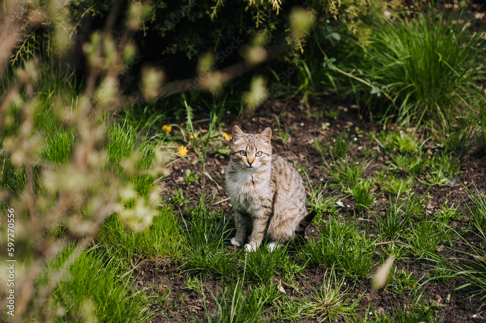 A small gray cat stands in nature in green grass. Photo of an animal, close-up portrait.