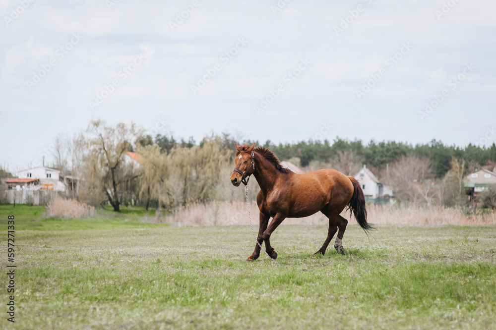 Beautiful young fast strong brown horse, stallion runs in a meadow with green grass in a pasture, nature. Animal photography, portrait, wildlife.