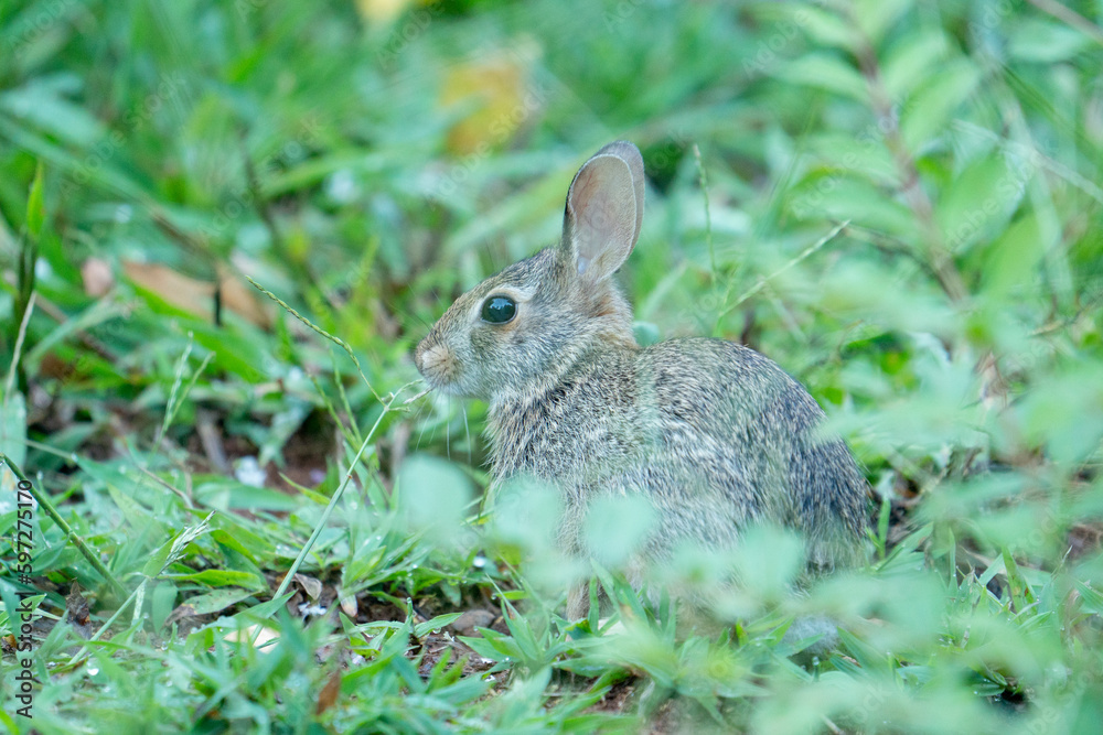 Cute little furry eastern cottontail rabbit stays still and hidden in the foliage in a suburban garden, the prey species constantly aware of its surroundings Cute little furry eastern cottontail rabbit stays still and hidden in the foliage in a suburban garden, the prey species constantly aware of its surroundings