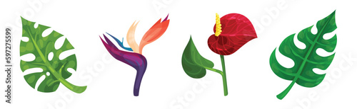 Tropical Foliage with Exotic Plant Green Leaf and Flower Vector Set