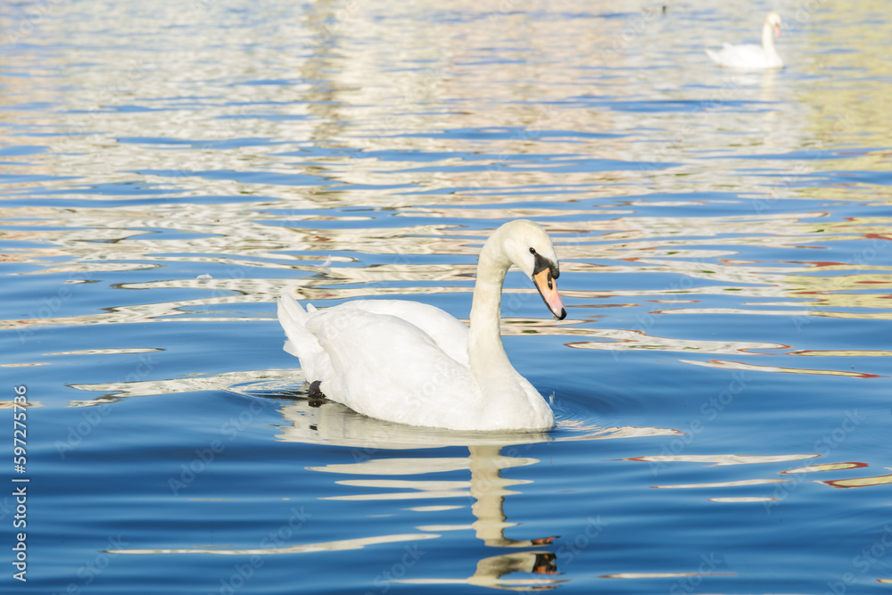 Naklejka premium beautiful white swan is reflected in the water. Close-up of a swan swimming in water in a lake with a second swan in the background. A beautiful water goose.