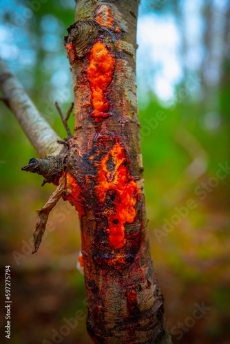 Sapcicle on damaged bark of tree in the forest, red hardened sap drooling on the bark photo