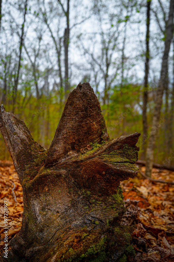 Tree trunk and old barks in the woodland Tree trunk and old barks in the woodland