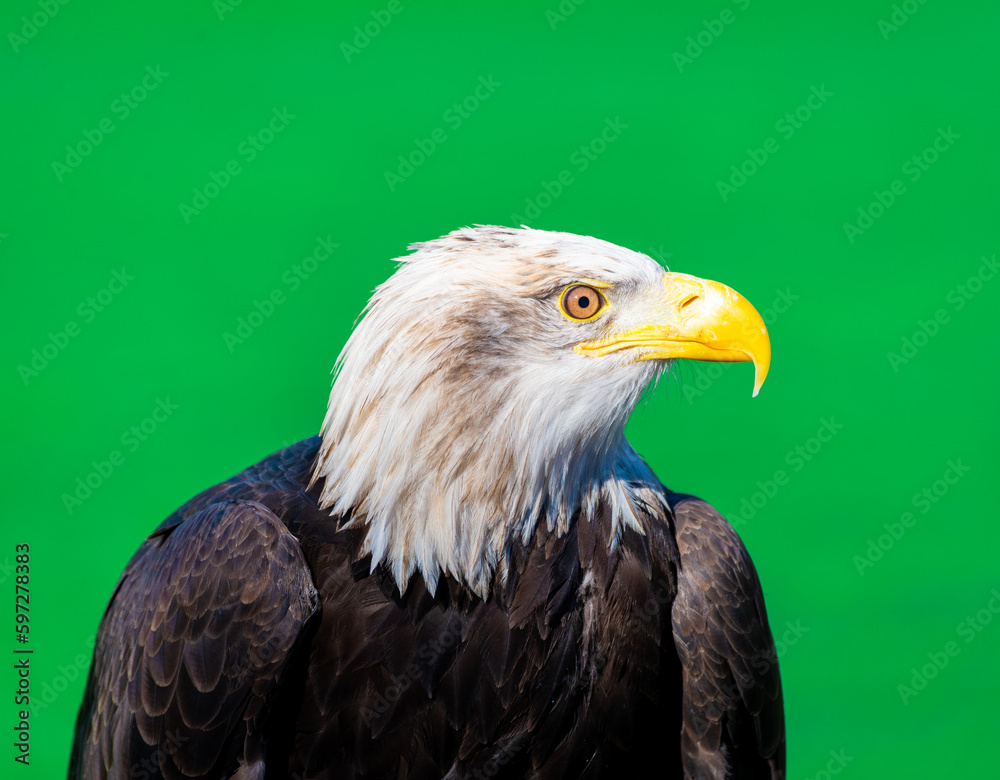 Obraz premium American Bald Eagle