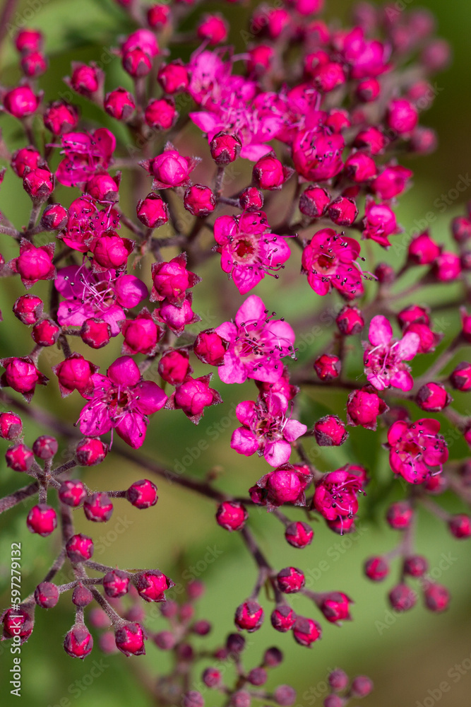 magenta-colored sea of flowers in front of green bokeh in the background magenta-colored sea of flowers in front of green bokeh in the background