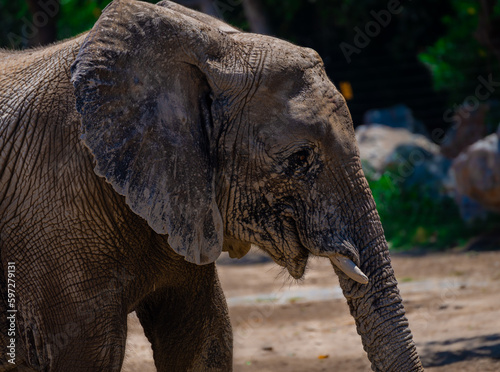 close up of a elephant