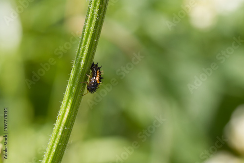 ladybird larva sits on the green bare stalk of a plant 