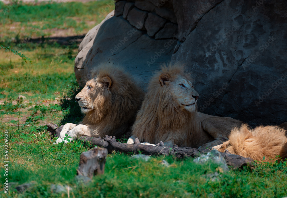 Obraz premium 2 Lions in the Zoo