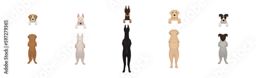 Dogs of Different Breeds Standing on Hind Legs Front and Back Vector Set
