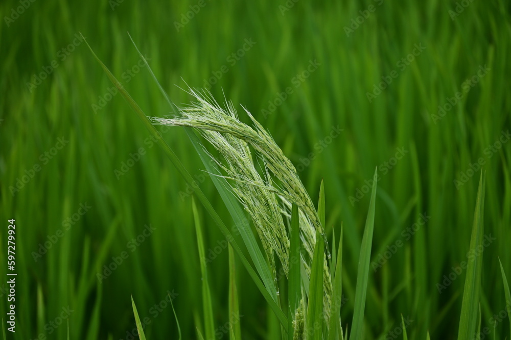 Rice plants that have just released rice seeds with a blurry green background Rice plants that have just released rice seeds with a blurry green background