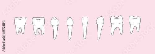 Simple set of human teeth
