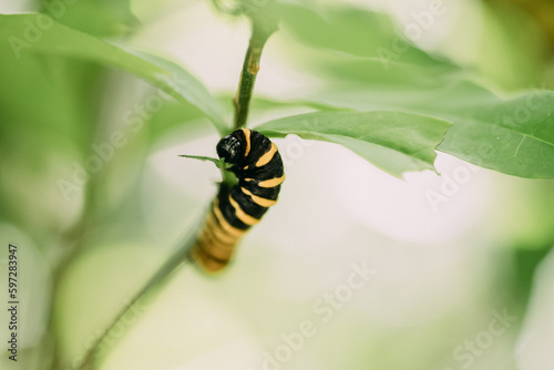 Schwarzgelbe Raupe 