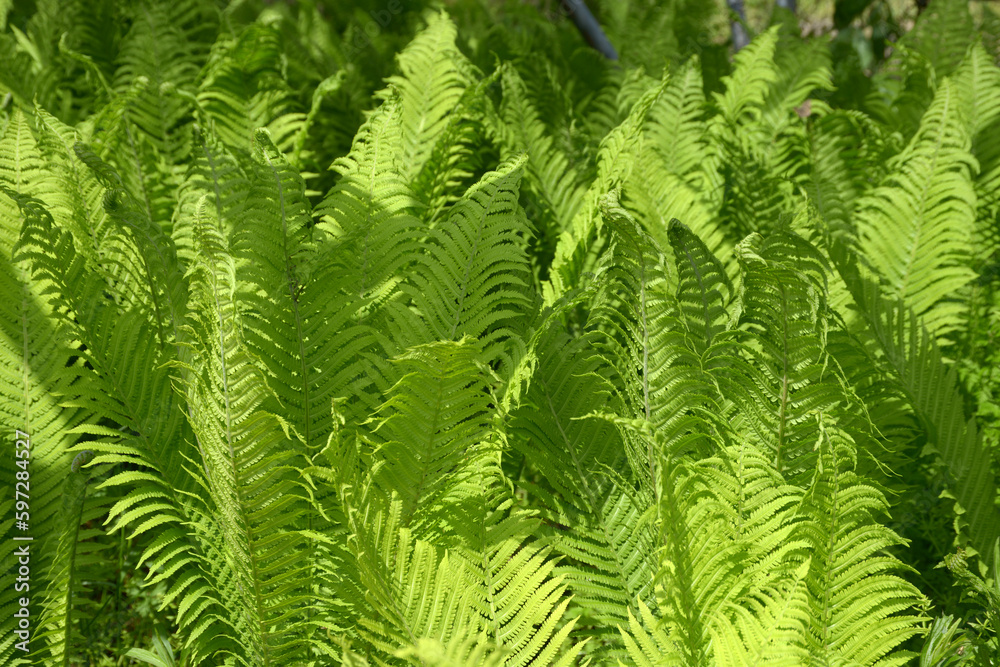 Obraz premium クサソテツ 葉模様