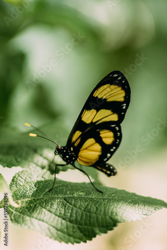 Schmetterling Nahaufnahme