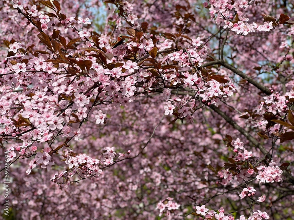 Pink flowers cherry blossom tree in spring garden. Pink flowers cherry blossom tree in spring garden.