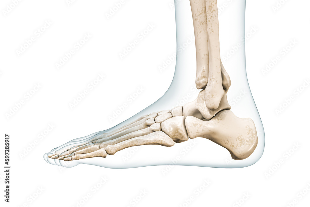 Foot bones lateral view with body contours 3D rendering illustration isolated on white with copy space. Human skeleton and ankle anatomy, medical diagram, osteology, skeletal system concepts. Foot bones lateral view with body contours 3D rendering illustration isolated on white with copy space. Human skeleton and ankle anatomy, medical diagram, osteology, skeletal system concepts.