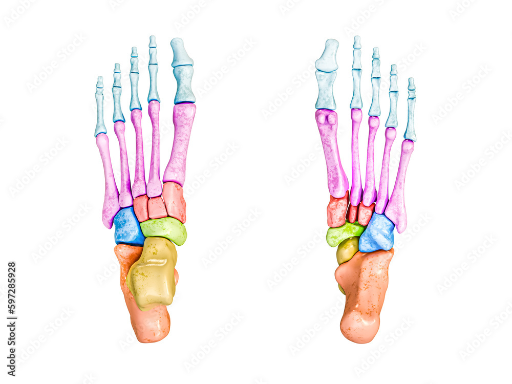 ภาพประกอบสต็อก Foot bones inferior and superior view labeled with