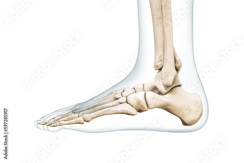 Foot bones lateral view with body contours 3D rendering illustration isolated on white with copy space. Human skeleton and ankle anatomy, medical diagram, osteology, skeletal system concepts.