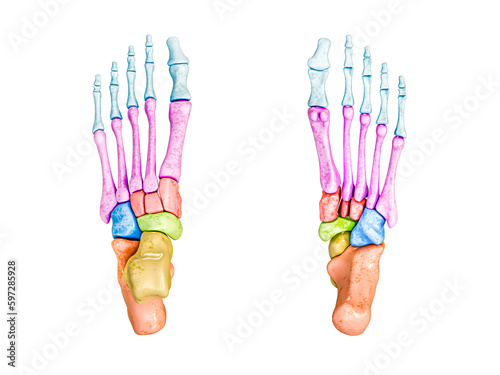 Foot bones inferior and superior view labeled with colors 3D rendering illustration isolated on white with copy space. Human skeleton anatomy, medical diagram, osteology concepts.