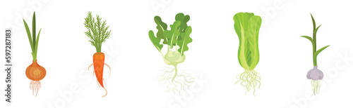 Fresh Vegetables with Rootstock and Top Leaves Vector Set