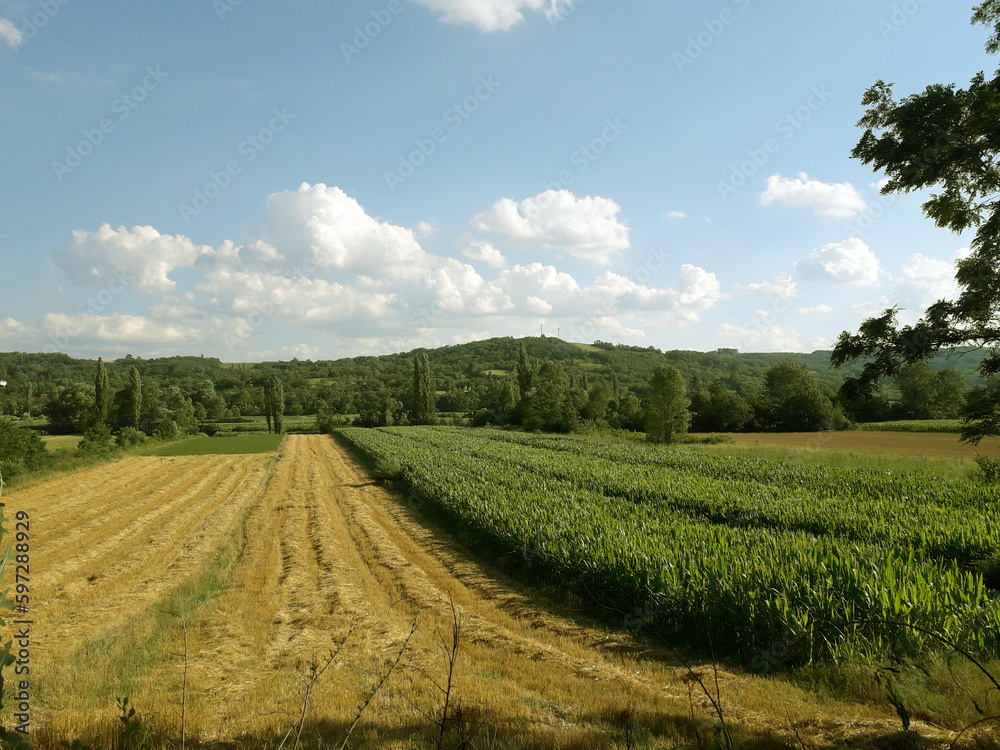 Beautiful view of green and yellow countryside fields in summer