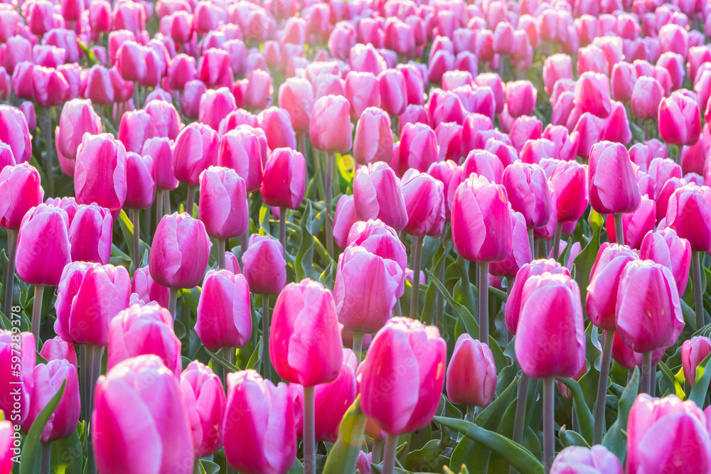 Purple tulips in a Dutch field. Purple tulips in a Dutch field.